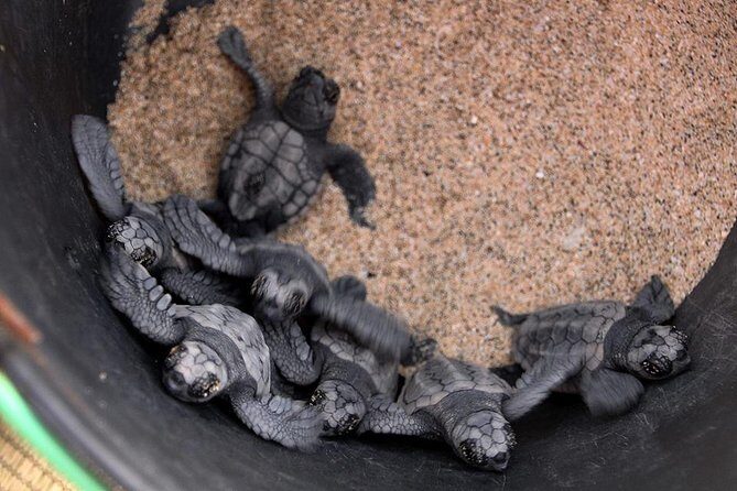 4h Turtle Watching with SSV Buggy Night 4WD - Driving and Comfort: What to Wear for Dark Desert Hours