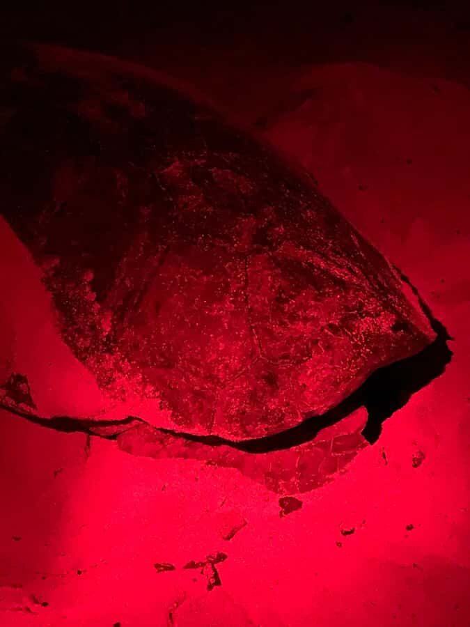 Boa Vista: Guided Turtle Experience with a Certified Guide - Key highlights you should care about