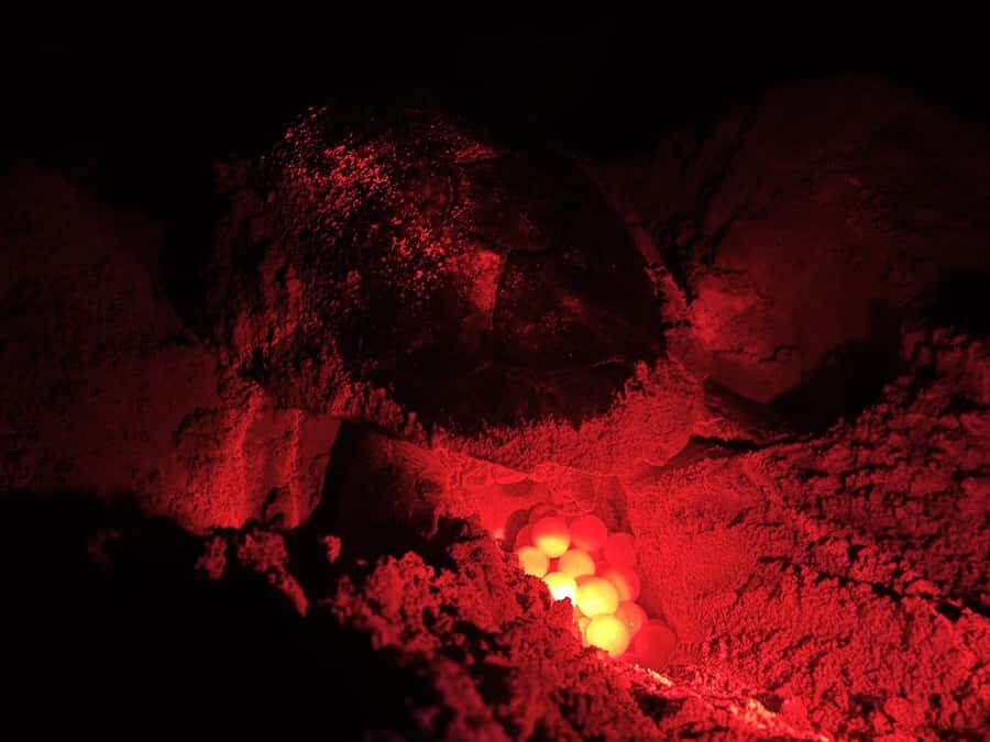 Boa Vista: Guided Turtle Experience with a Certified Guide - Your guide: education that stays practical, not lecture-style
