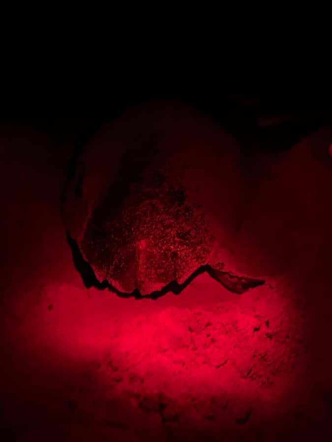Boa Vista: Guided Turtle Experience with a Certified Guide - Loggerhead nesting: what you’re actually watching (and why it’s emotional)