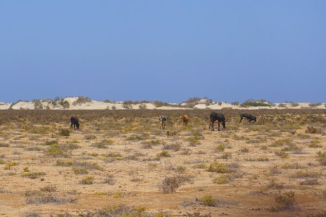 Boa Vista Island: Full-Day Wild Beaches & Viana Desert Experience - João Barrosa wild beach: off-road fun, then wide-open sand