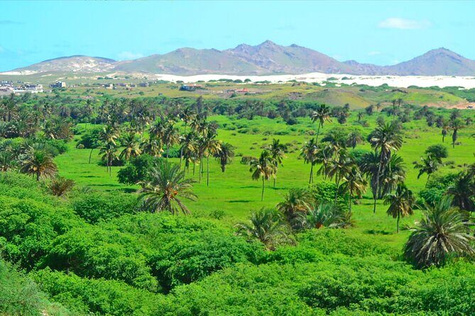 Boa Vista Island: Full-Day Wild Beaches & Viana Desert Experience - Ervatão Beach and loggerhead turtles: respectful viewing, possible swimming