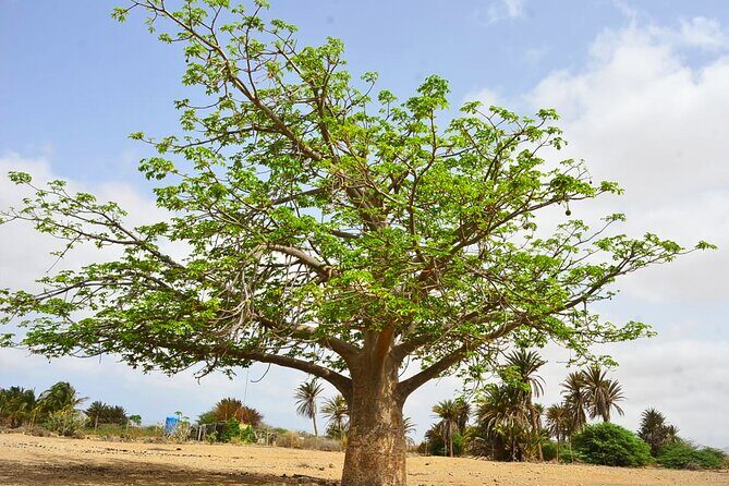 Boa Vista Island: Full-Day Wild Beaches & Viana Desert Experience - Deserto de Viana: over 10 km of white sand dunes