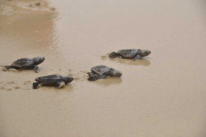 Boa Vista Island: Full-Day Wild Beaches & Viana Desert Experience - Morning logistics: hotel pickup without the hassle