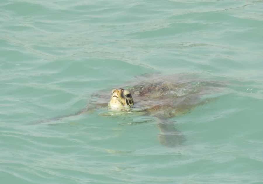 Boa Vista: Turtles, Sharks, City of Sal Rei, Santa Monica Beach, Shipwreck ... - Why This North-to-South Boa Vista Day Works