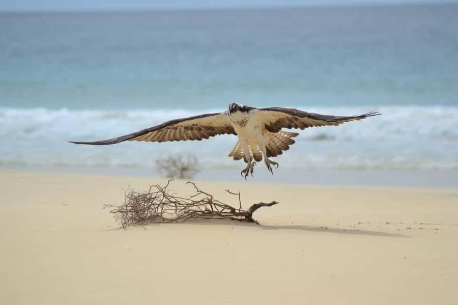Boa Vista: Turtles, Sharks, City of Sal Rei, Santa Monica Beach, Shipwreck ... - Sal Rei Lunch Stop: Reset in the Capital