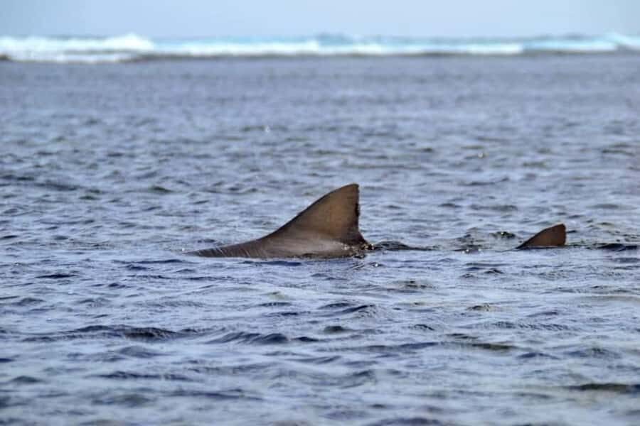 Boa Vista: Turtles, Sharks, City of Sal Rei, Santa Monica Beach, Shipwreck ... - Turtle Bay: 95% Chance to See Turtles From a Rock