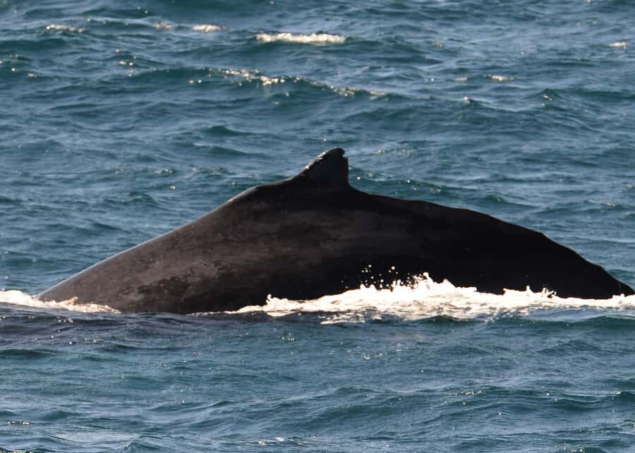 Boa Vista: Whale Watching Trip with Motoryacht - Small-Group Nature and On-Board Atmosphere