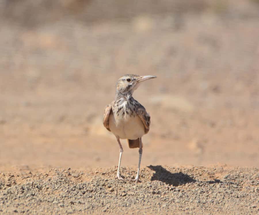 Boavista: Private Birdwatching Expedition in natural Habitat - Key Takeaways Before You Go