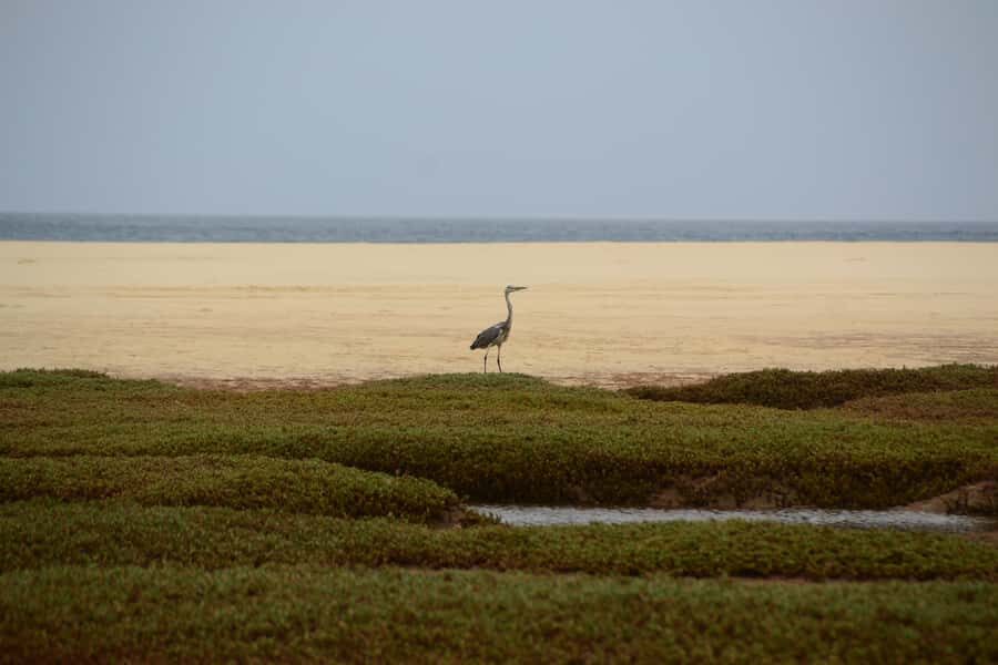Boavista: Private Birdwatching Expedition in natural Habitat - Who This Tour Suits Best