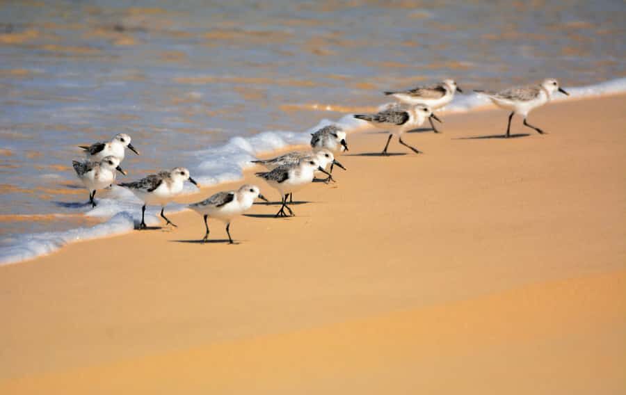Boavista: Private Birdwatching Expedition in natural Habitat - The Wetland Stops You’ll Appreciate (Even If You Don’t Know Every Bird Name)
