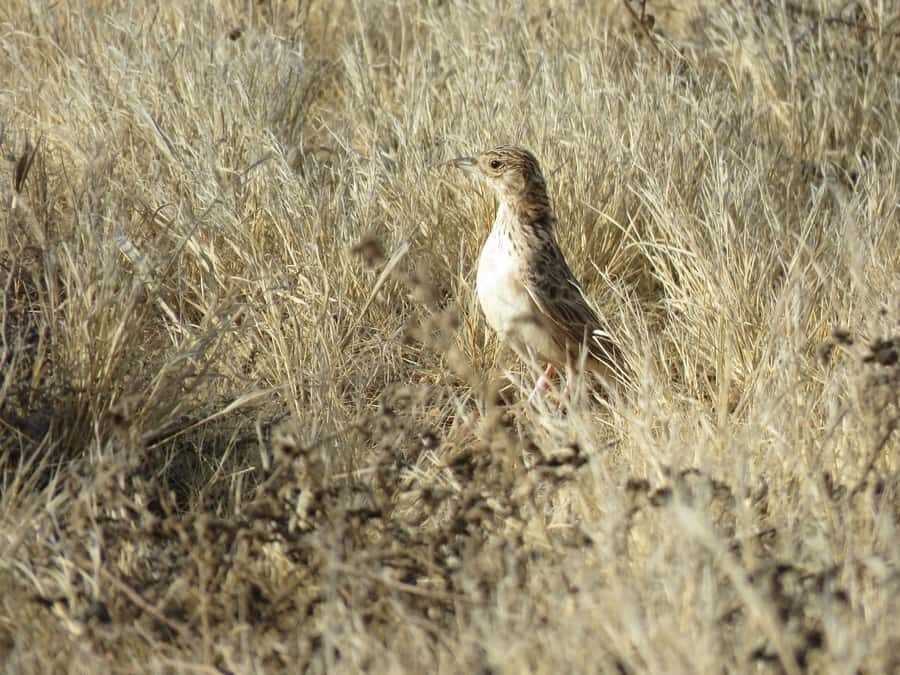 Boavista: Private Birdwatching Expedition in natural Habitat - Coastal Moments: When Seabirds Make the Jeep Worth It