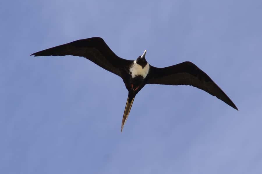 Boavista: Private Birdwatching Expedition in natural Habitat - The Guide Factor: How Local Expertise Changes Everything