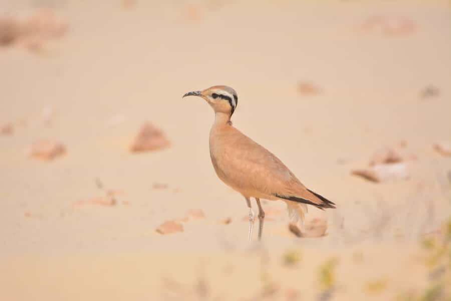 Boavista: Private Birdwatching Expedition in natural Habitat - A Real 4-Hour Plan: How the Pace Works
