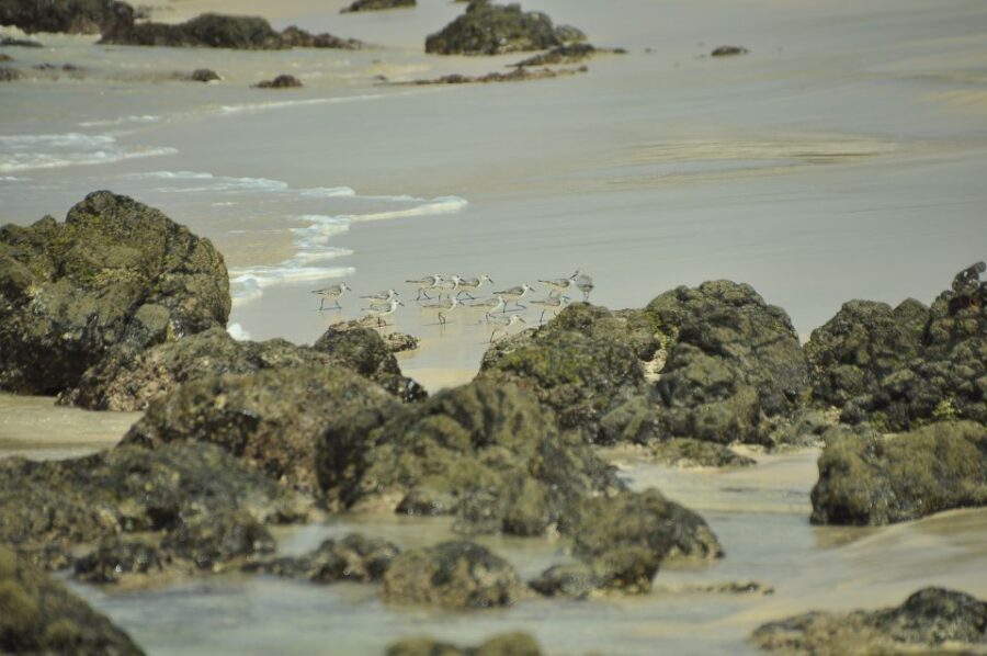 Boavista: Private Birdwatching Expedition in natural Habitat - Price and Value: What $176 Buys on Boa Vista