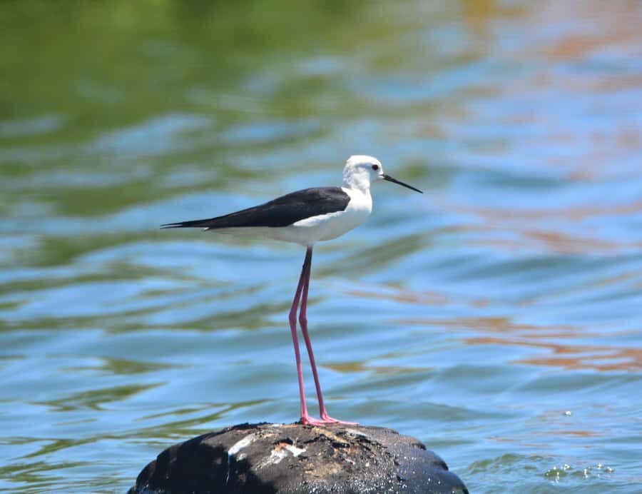 Boavista: Private Birdwatching Expedition in natural Habitat - What to Bring (So You’re Not Relying on Luck)