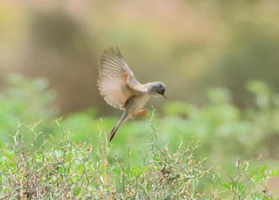 Boavista: Private Birdwatching Expedition in natural Habitat - What You’ll Likely Spot: Waders, Larks, Ibis, and Seabirds