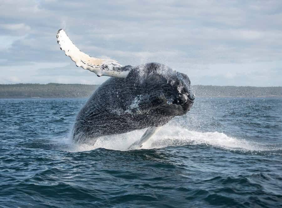 Boavista: Whale Watching half day trip - Key points before you choose this tour