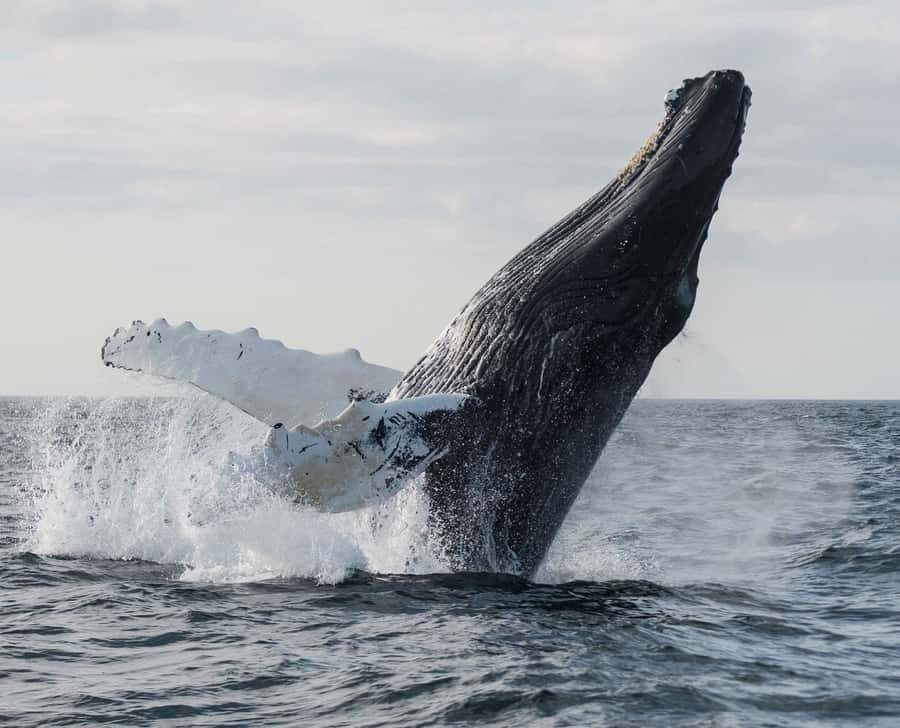Boavista: Whale Watching half day trip - Why humpbacks cluster around Boa Vista (and when you’ll have luck)