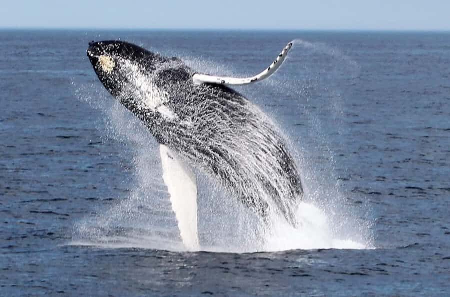 Boavista: Whale Watching half day trip - How the half-day actually runs from your hotel to Sal Rei