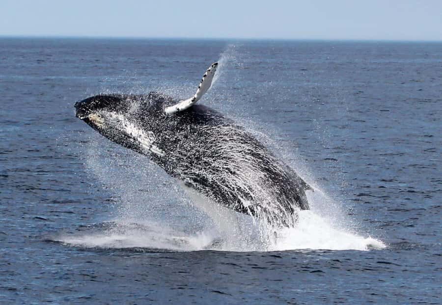 Boavista: Whale Watching half day trip - Packing checklist: keep it simple, but don’t forget the sea basics