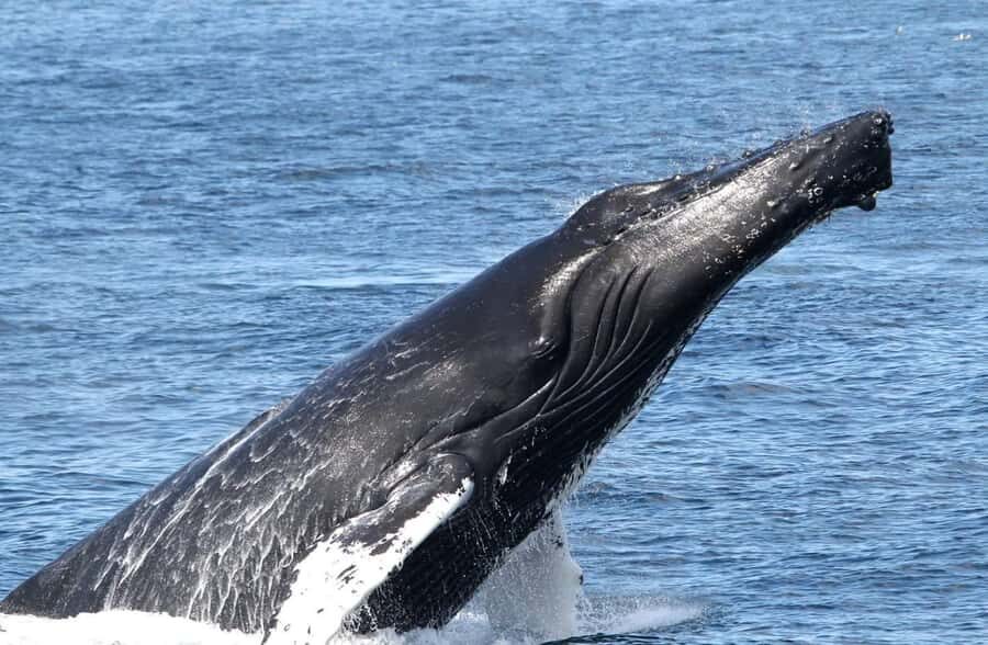 Boavista: Whale Watching half day trip - Comfort and safety realities: who this Zodiac is best for