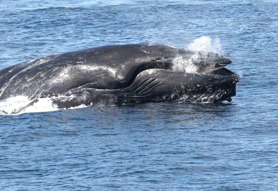 Boavista: Whale Watching half day trip - The Zodiac boat experience: close-up views, real safety, real spray