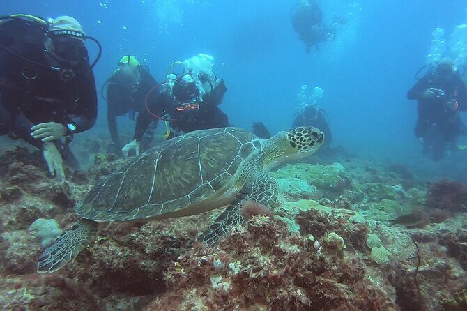 First Diving Experience Try Dive - Key things to know before you go