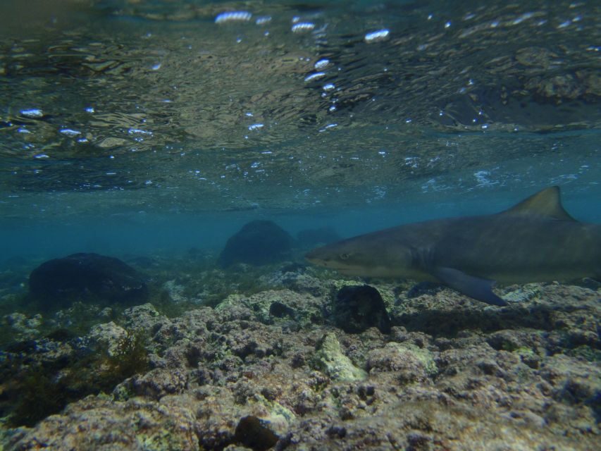 From Santa Maria: Guided Lemon Shark Watching - At the Nursery: Beach Watching vs. Going In