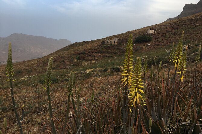 Hike Monte Verde, Natural Park, São Vicente, 3h +/- (roundtrip) - Stop at the Monte Verde Tea House: Tea, Coffee, and Big Views