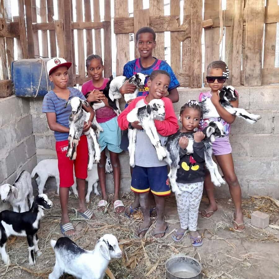 Island tour & cattle & Taste local flavors - How north Boa Vista shows daily life (not just sights)