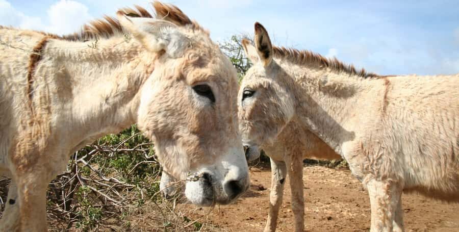 Island tour & cattle & Taste local flavors - The sea museum: conservation meets whales, turtles, and dolphins
