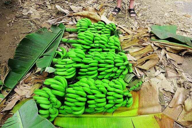 Like Locals: Banana Plantation, and Cuscuz with locals - Orgãos Family Time: Cooking Cuscuz and Fidjós with Real Food People