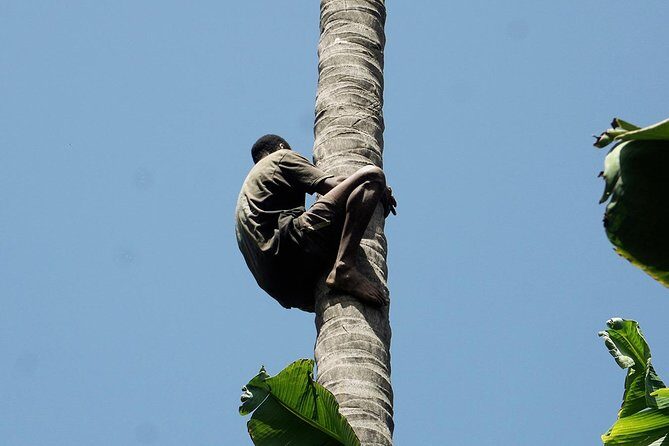 Like Locals: Banana Plantation, and Cuscuz with locals - Rum Distillery Tastings and Breakfast: How Agriculture Links to Culture