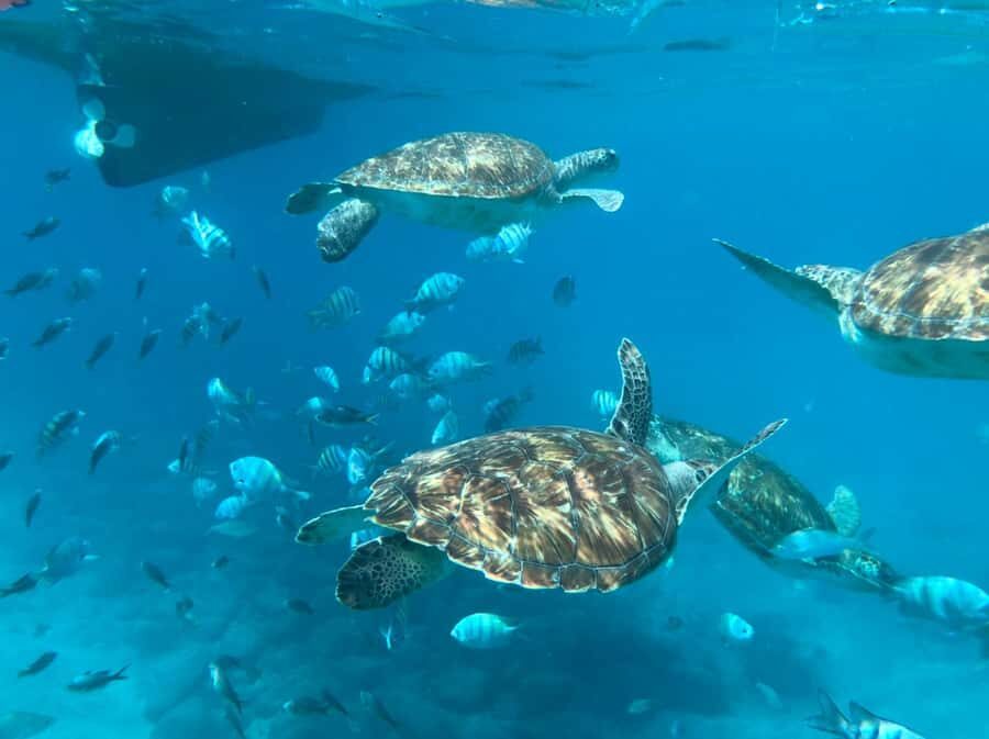 Private Snorkel Experience with Sea Turtle for Cruisers - Key things to know before you go
