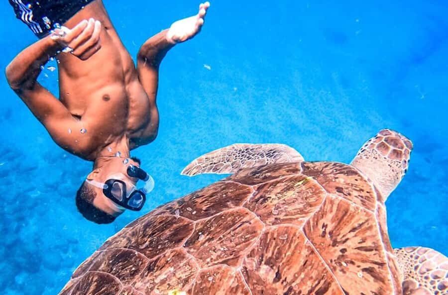 Private Snorkel Experience with Sea Turtle for Cruisers - São Vicente sea turtles: what makes this snorkel feel special
