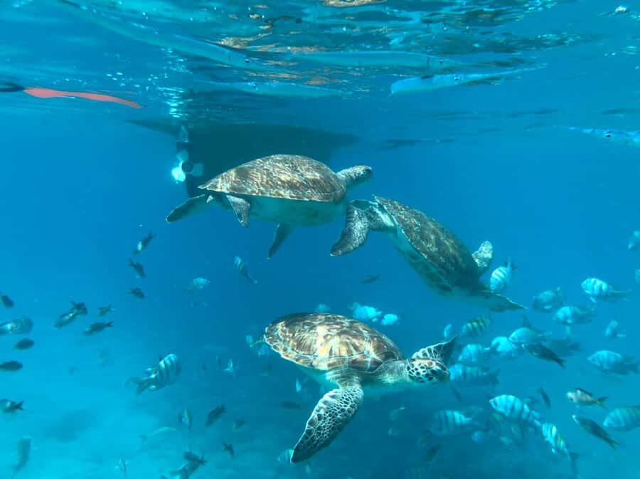 Private Snorkel Experience with Sea Turtle for Cruisers - The guide setup: equipment, coaching, and a safety briefing