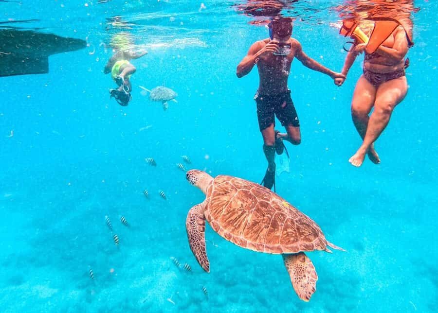 Private Snorkel Experience with Sea Turtle for Cruisers - Port of Mindelo pickup: the part that saves your cruise day