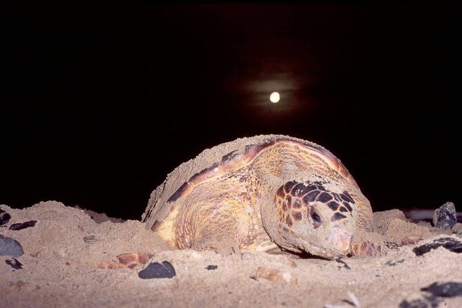 Private Turtle Watching Experience - Key Points You’ll Care About (Before Booking)