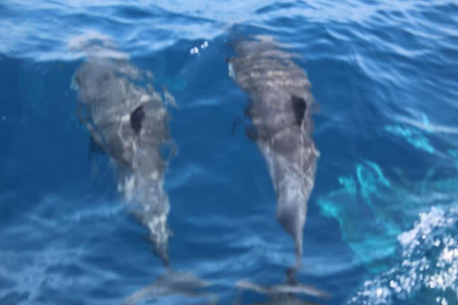 Sal Island: Catamaran cruises on Sal Island - Key highlights worth prioritizing