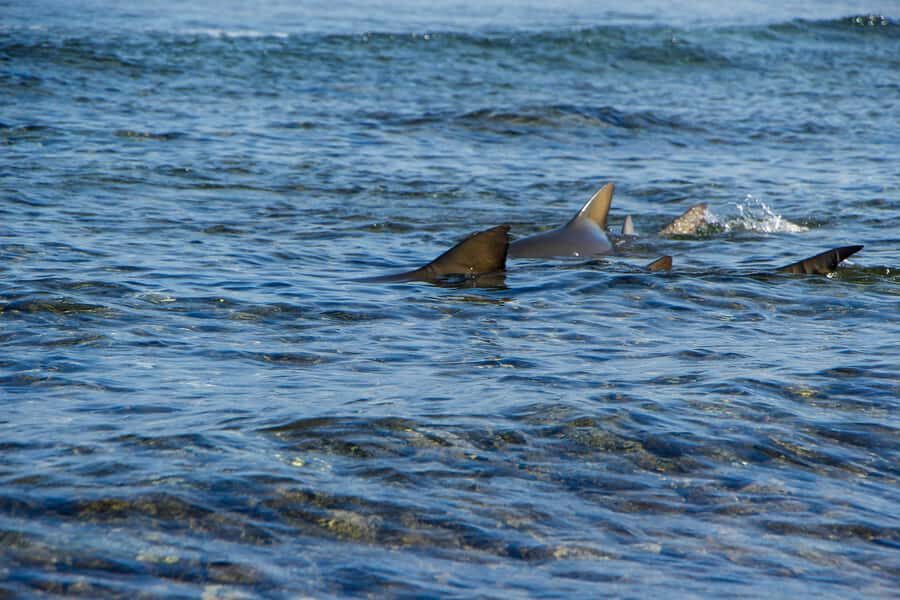 Sal island : Full day excursion Salinas, Shark Bay, Blue Eye - Starting with Miragem de fatamorgana’s water illusions