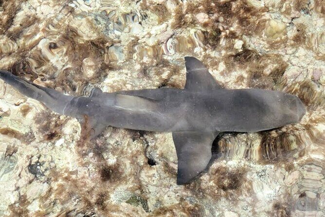Sal Island: Full-day Private Experience with Local Guide - Pedra de Lume: salt crater floating, Miragem illusions, and Shark Bay lemon sharks