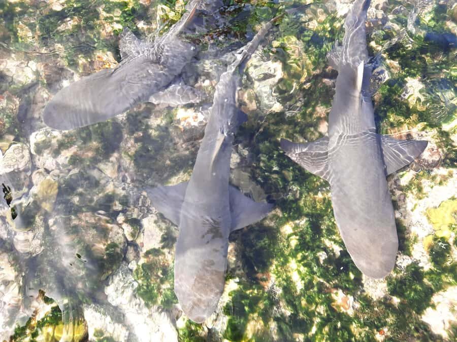Sal Island: Private Shark Watching & Floating Experience - Key things to know before you go
