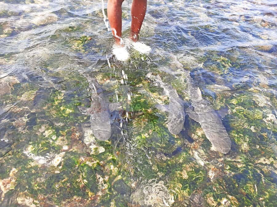 Sal Island: Private Shark Watching & Floating Experience - Floating in the world’s second-saltiest thermal water: how to enjoy it