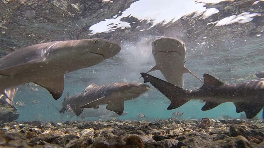 Sal Island: Shark Bay Experience from Santa Maria - Why Shark Bay on Sal feels different from a typical wildlife trip