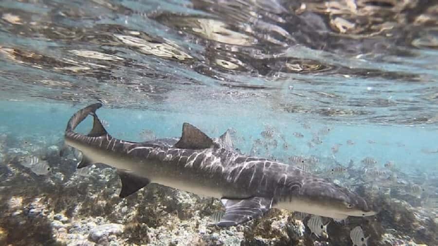Sal Island: Shark Bay Experience from Santa Maria - Price and value: is $35 for Shark Bay fair?