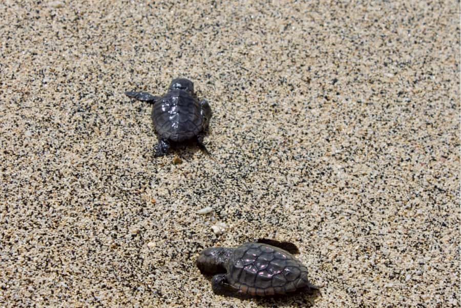 Sal Island Turtle Watch Tour in Natural Habitat - Packing for the beach walk: dark clothes, shoes, and your phone