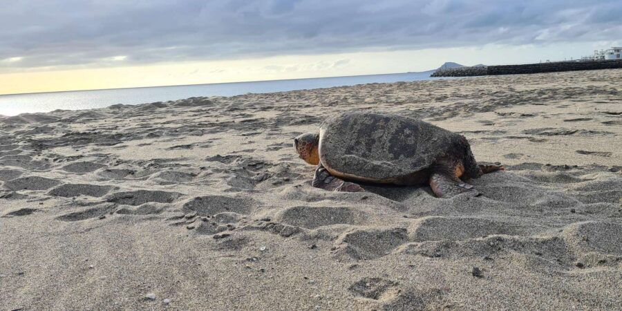 Sal Island: Turtle Watching Experience - Serra Negra, the Black Mountain, and a Wild Beach at Its Base