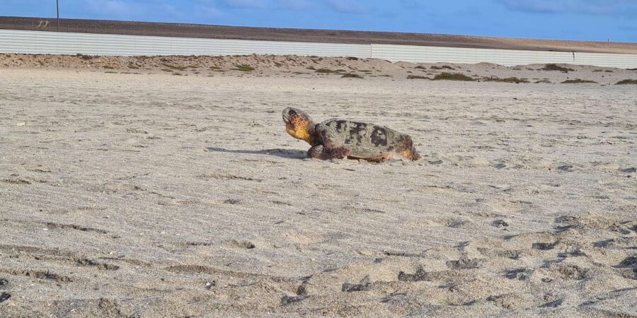 Sal Island: Turtle Watching Experience - The Turtle Watching Moment: How You Should Act on the Beach