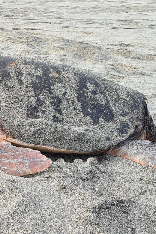 Sal Island: Turtle Watching Experience - What to Bring (So You’re Comfortable on the Beach)